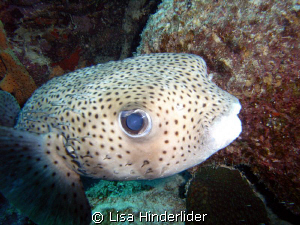 "Who's the cutest puffer in the entire universe?" by Lisa Hinderlider 